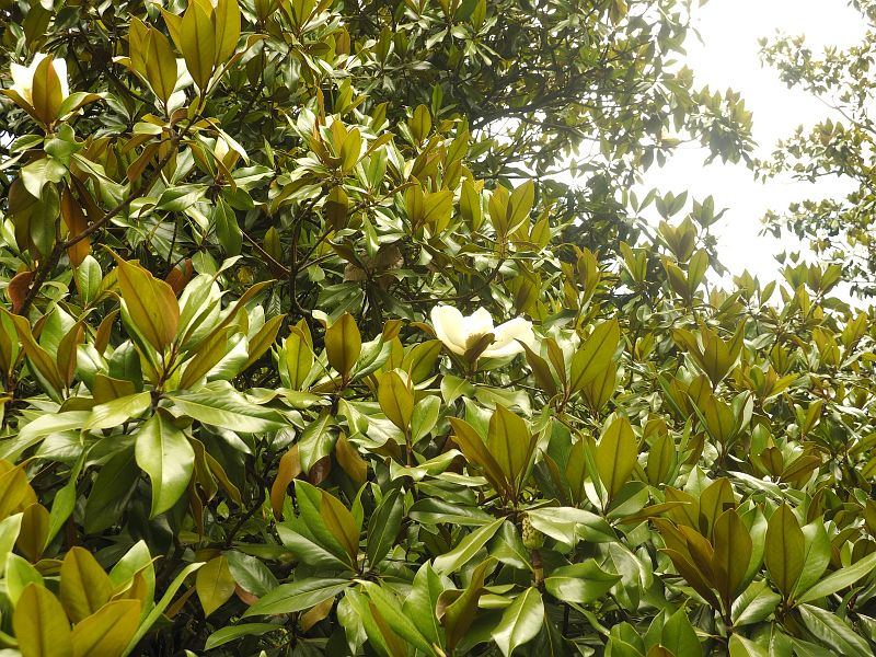 Magnolia graniflora